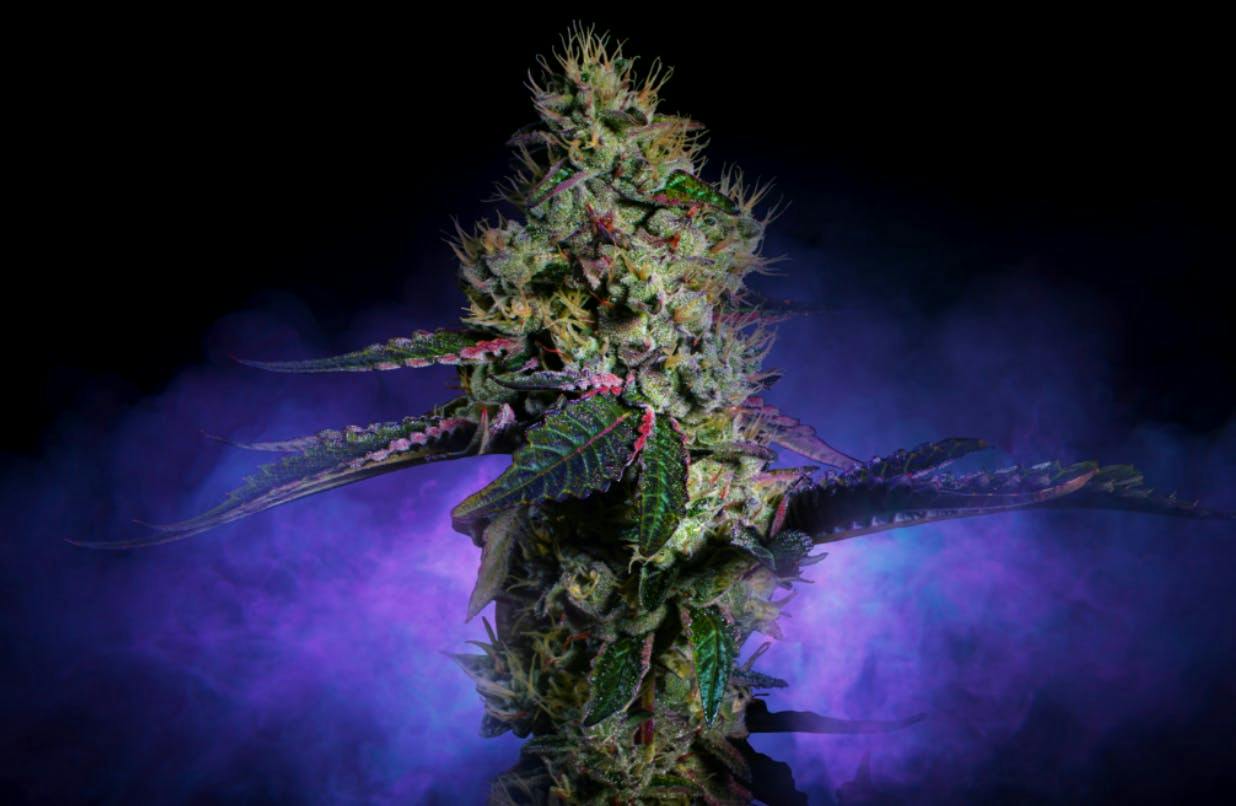 Brownie Scout | Buds | 7g