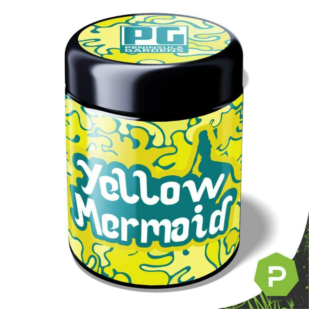 Yellow Mermaid #13 | Big Buds | 14g by Peninsula Gardens