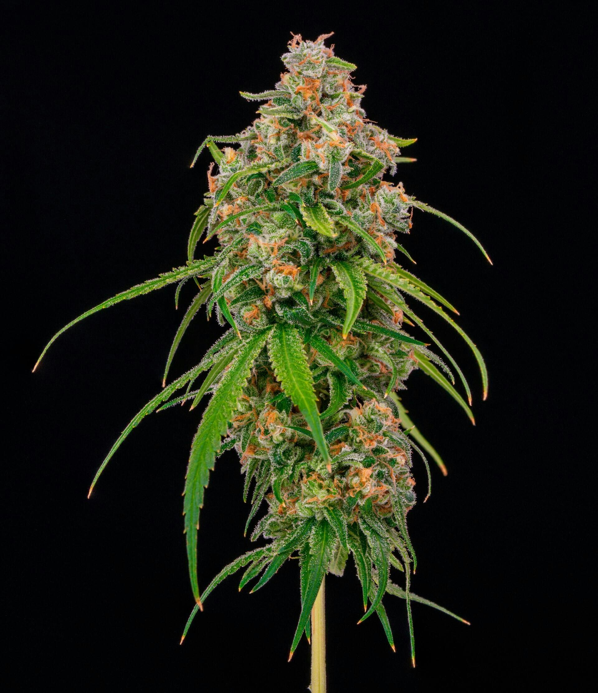 Jenny Kush | Smalls | 14g