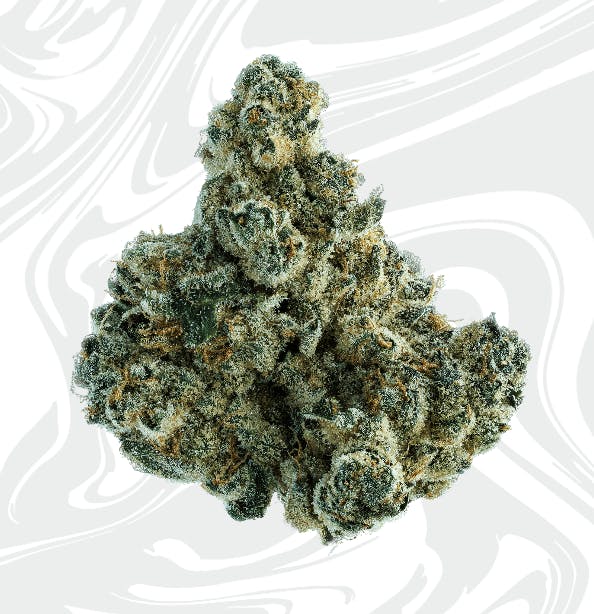 Grease Monkey | Big Buds by Vivid
