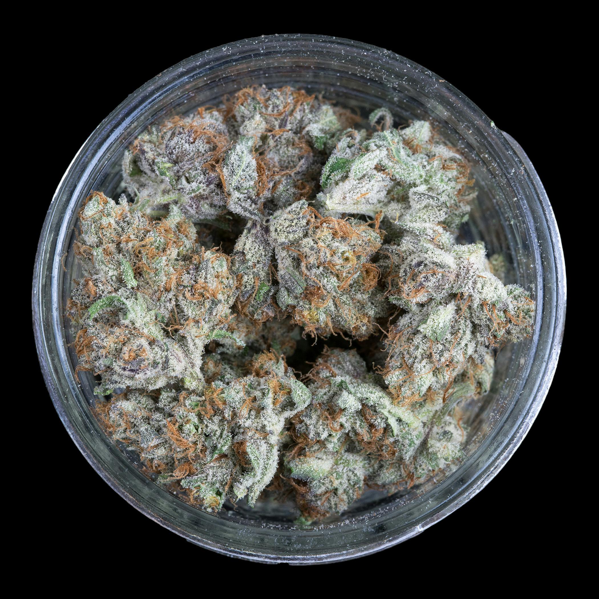 Forbidden Blueprint - FRAKTAL Cannabis at indico