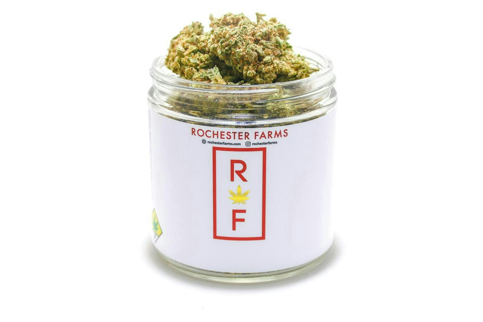 Pink Crush | Flower by Rochester Farms