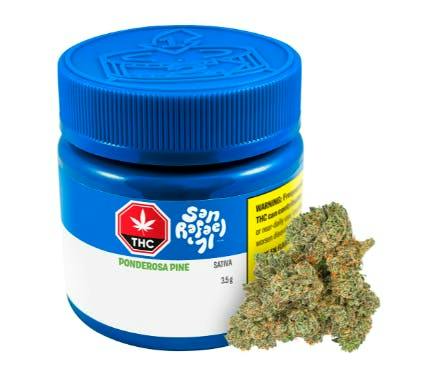 Ponderosa Pine | Big Buds | 3.5g