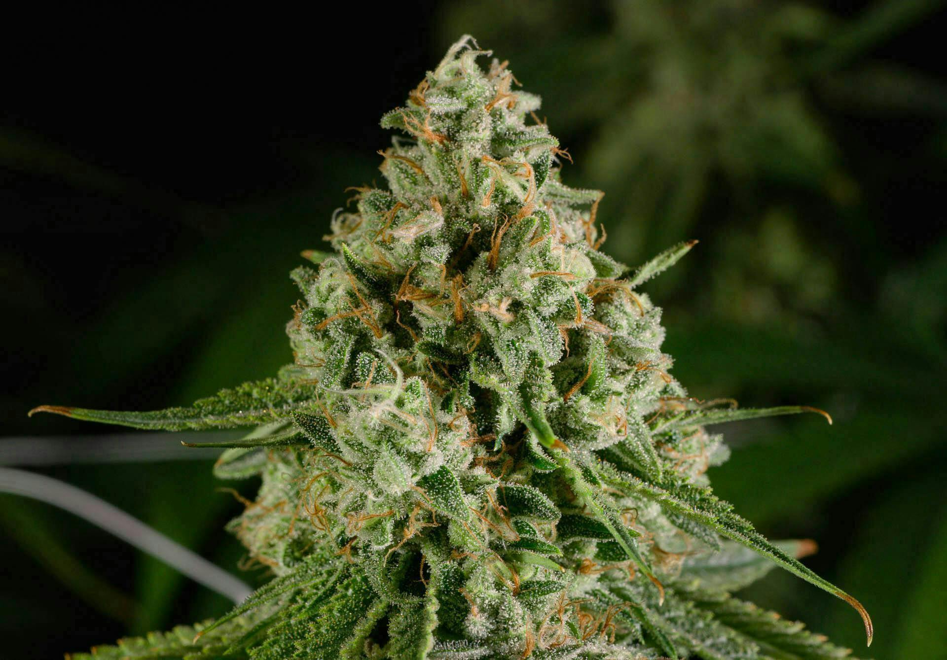 Runtz | Big Buds | 3.5g