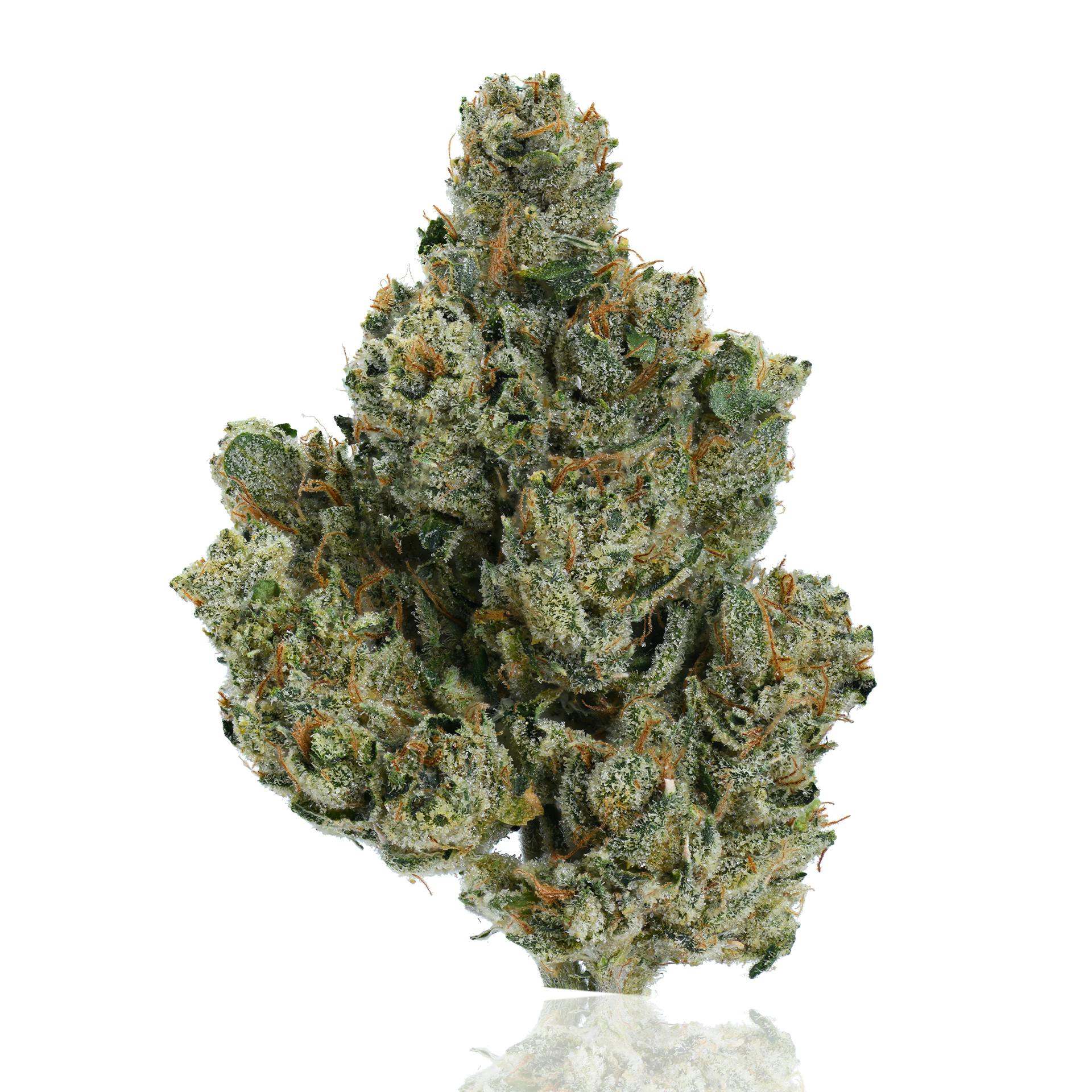 CAM | Motorbreath | Big Buds | 14g