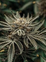 Goofiez Big Buds