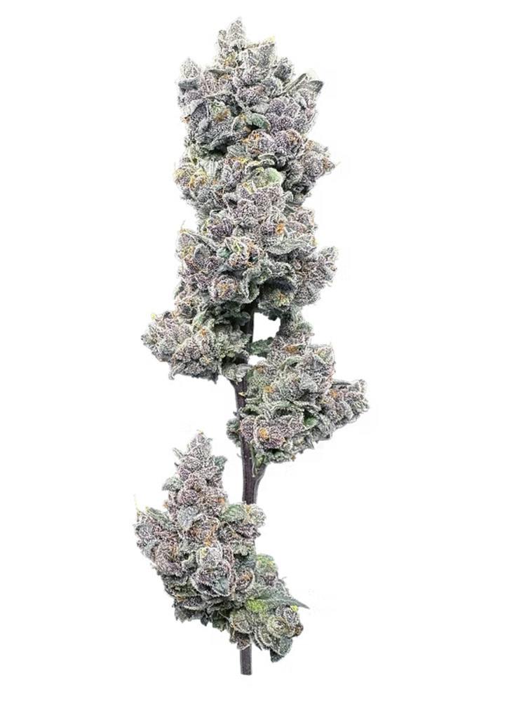 Garlic Sherbert x Twisted Ice Cream