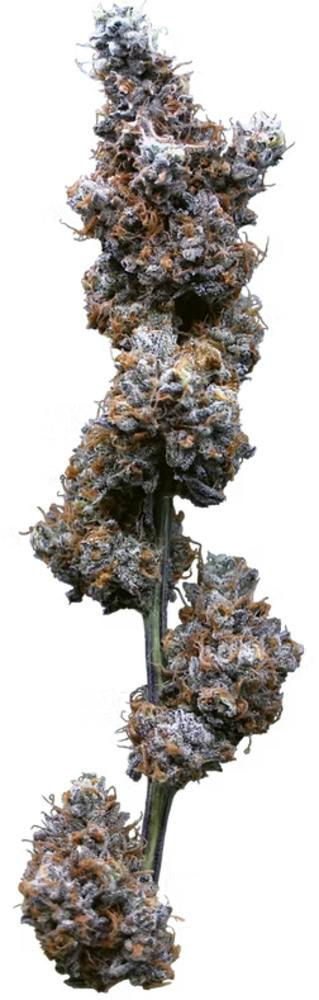 Pure Smorez | 3.5g