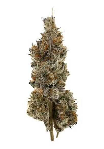 Mexican Haze | 3.5g
