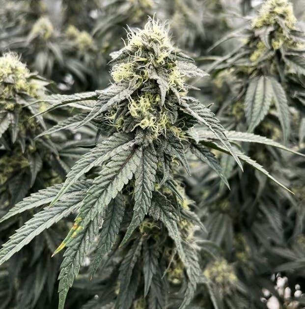 Granny Candy | Smalls | 7g by Rythm