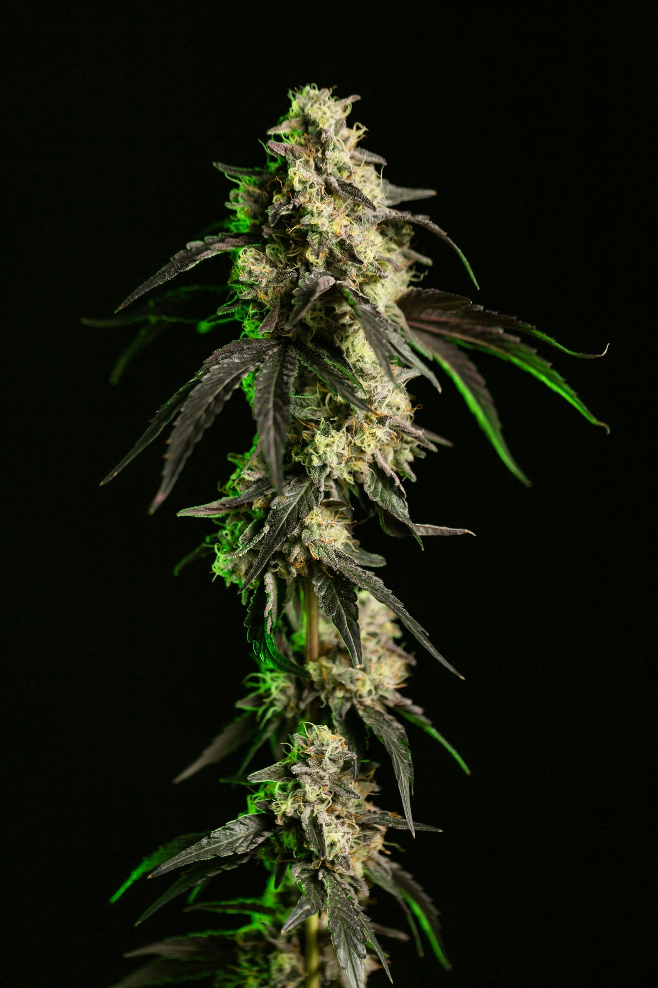 Applescotti | Big Buds | 3.5g