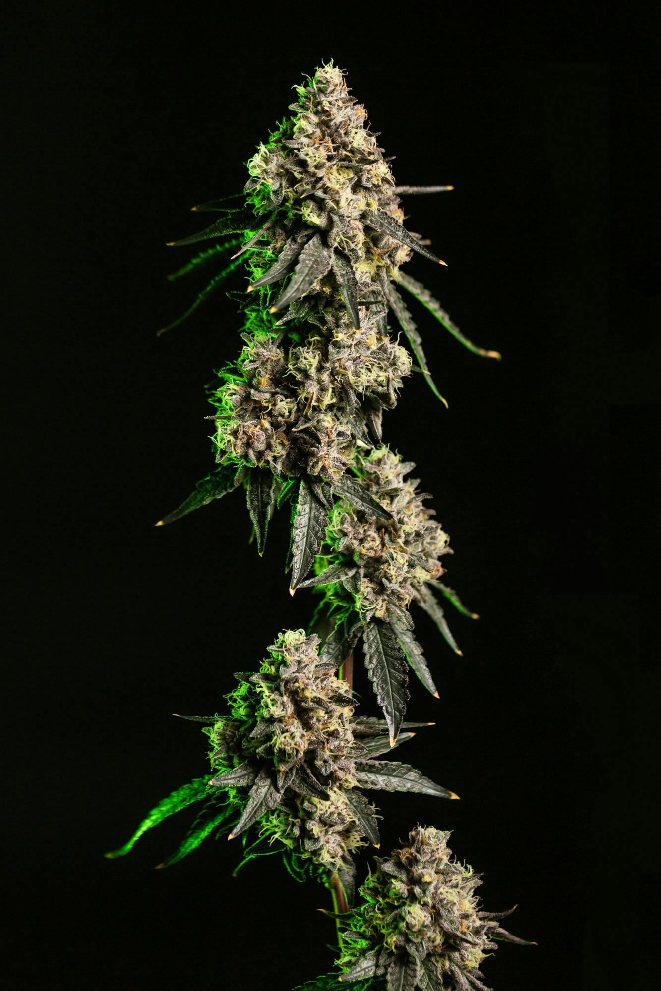 Lemon Cherry Sherbert | Big Buds | 3.5g