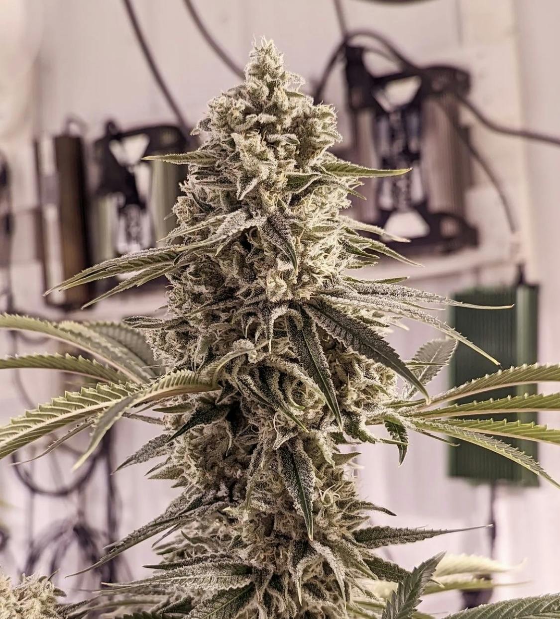 Zsweet Inzanity | 3.5g