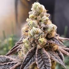 Wedding Cake | 1g at Pioneer Valley Trading Company