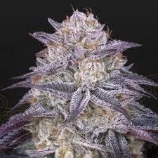 King's Juice | 1g at Pioneer Valley Trading Company Southwick