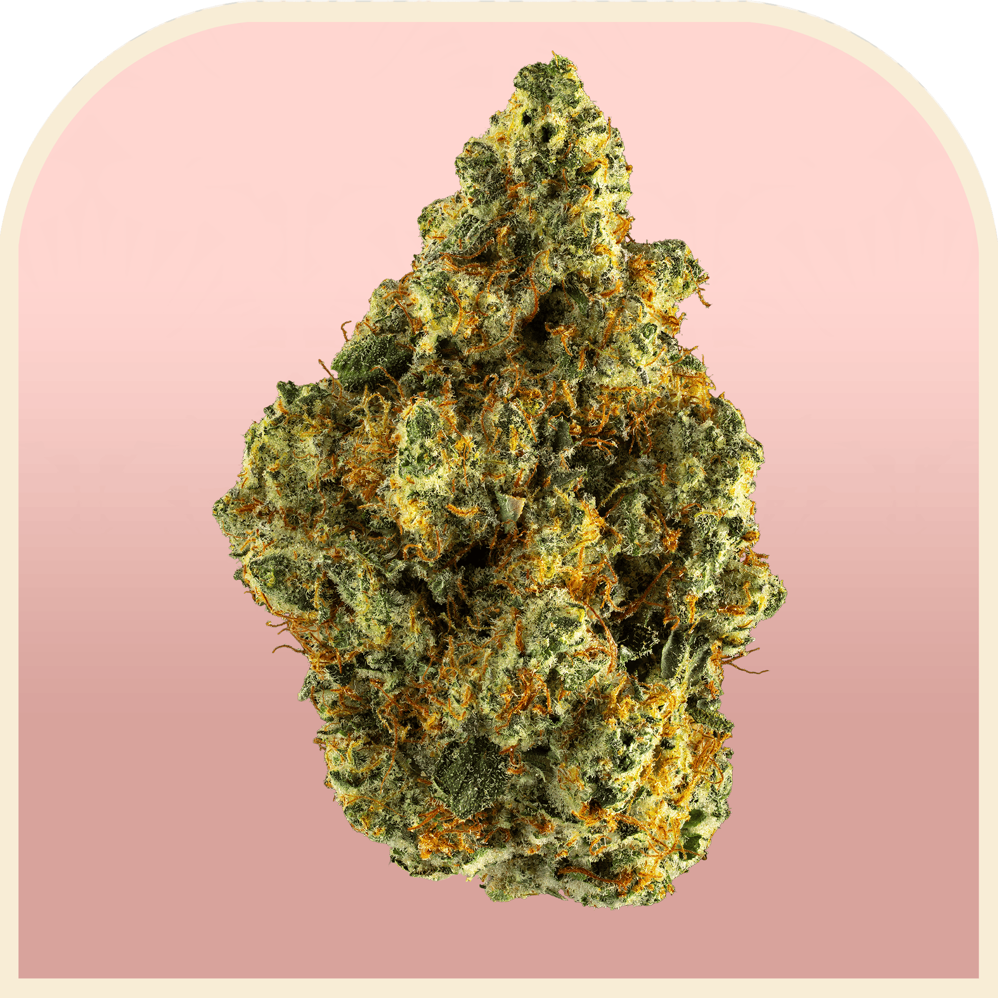 Roseanna | 3.5g at Winona Dispensary | Local Cannabis Dispensary