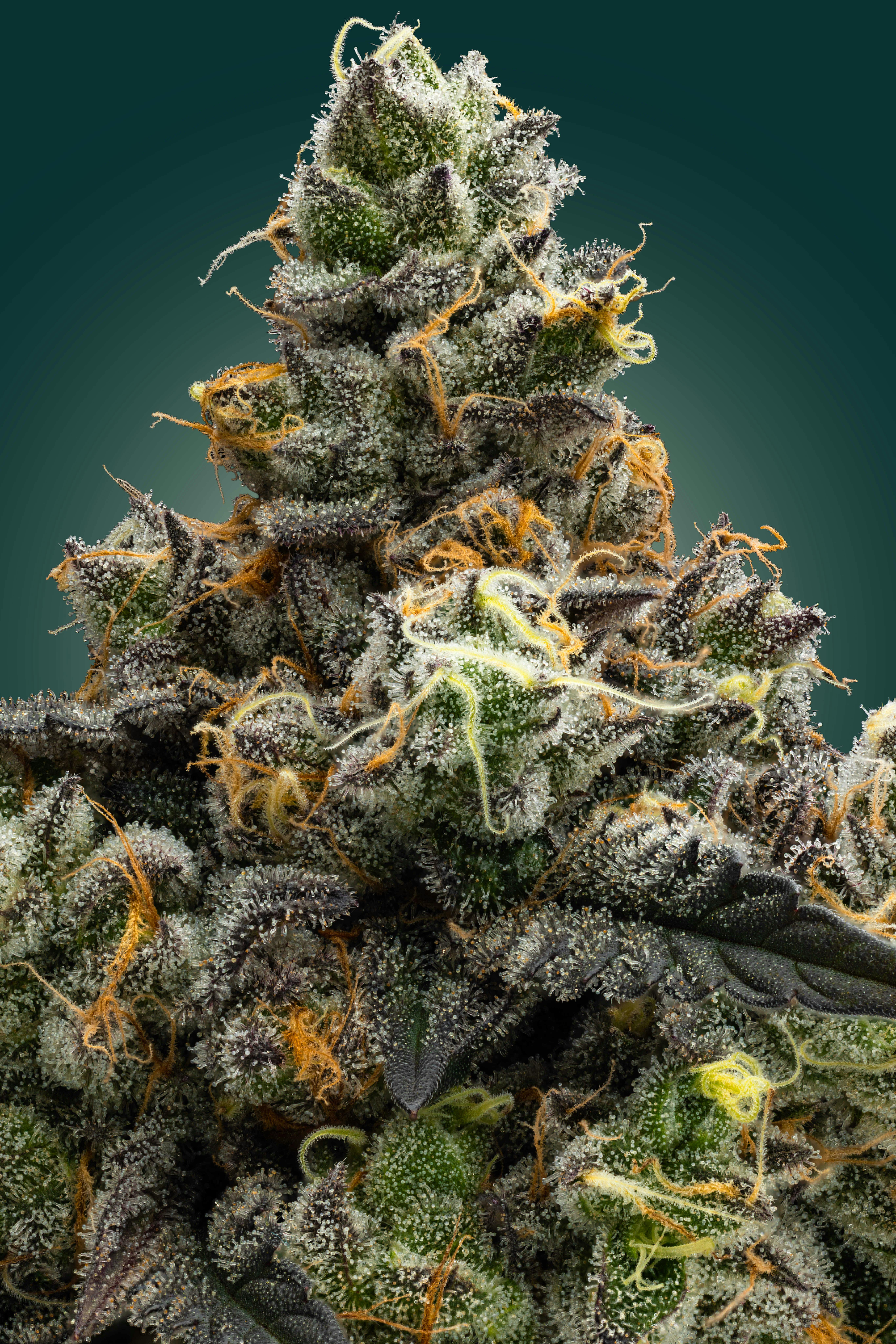 Watermelon Pound Cake | 3.54g