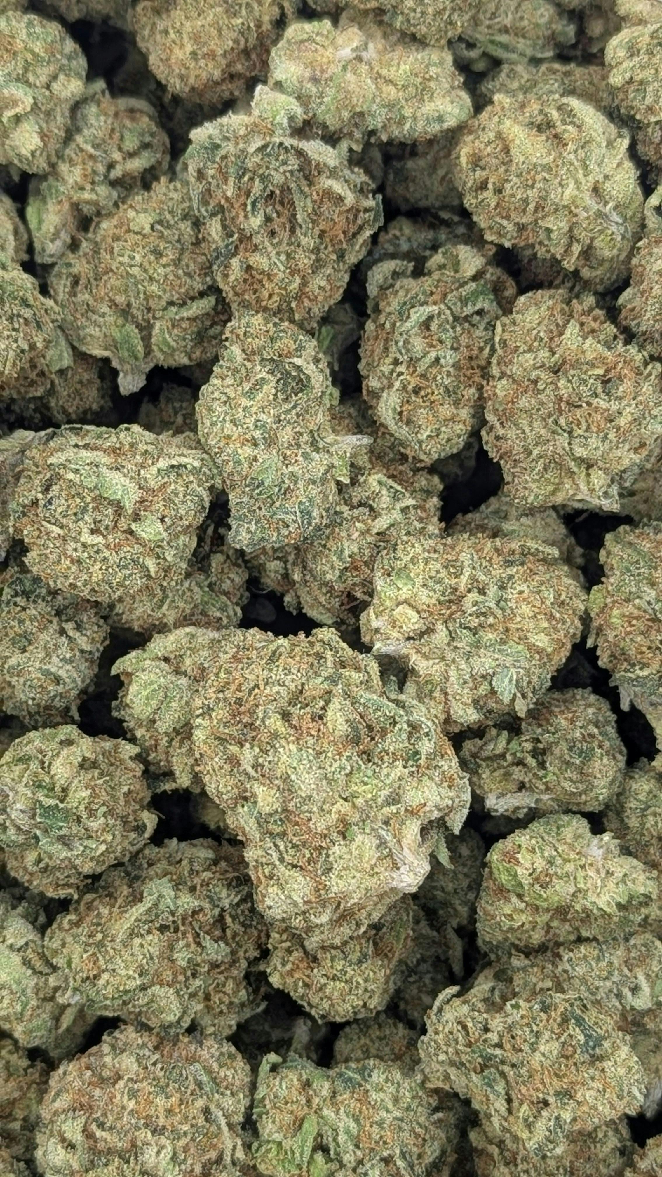 Alien Haze | Big Buds by Natty Rems