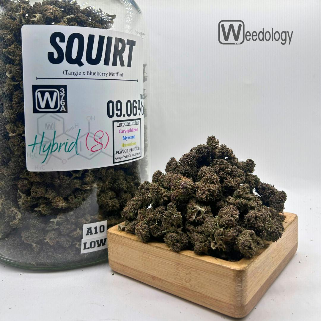 squirt: Big Buds - 1g
