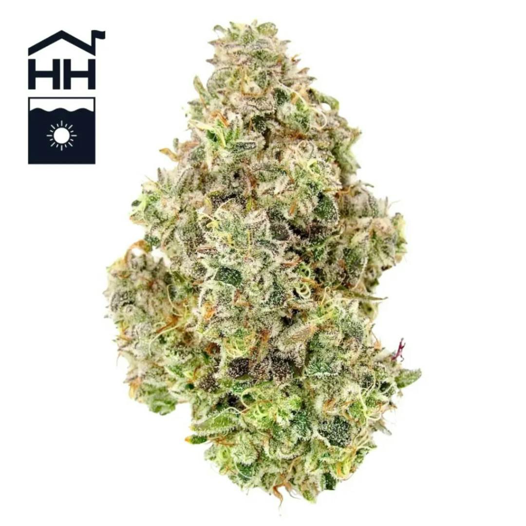 Albarino | 3.5g at The Green Lady Dispensary