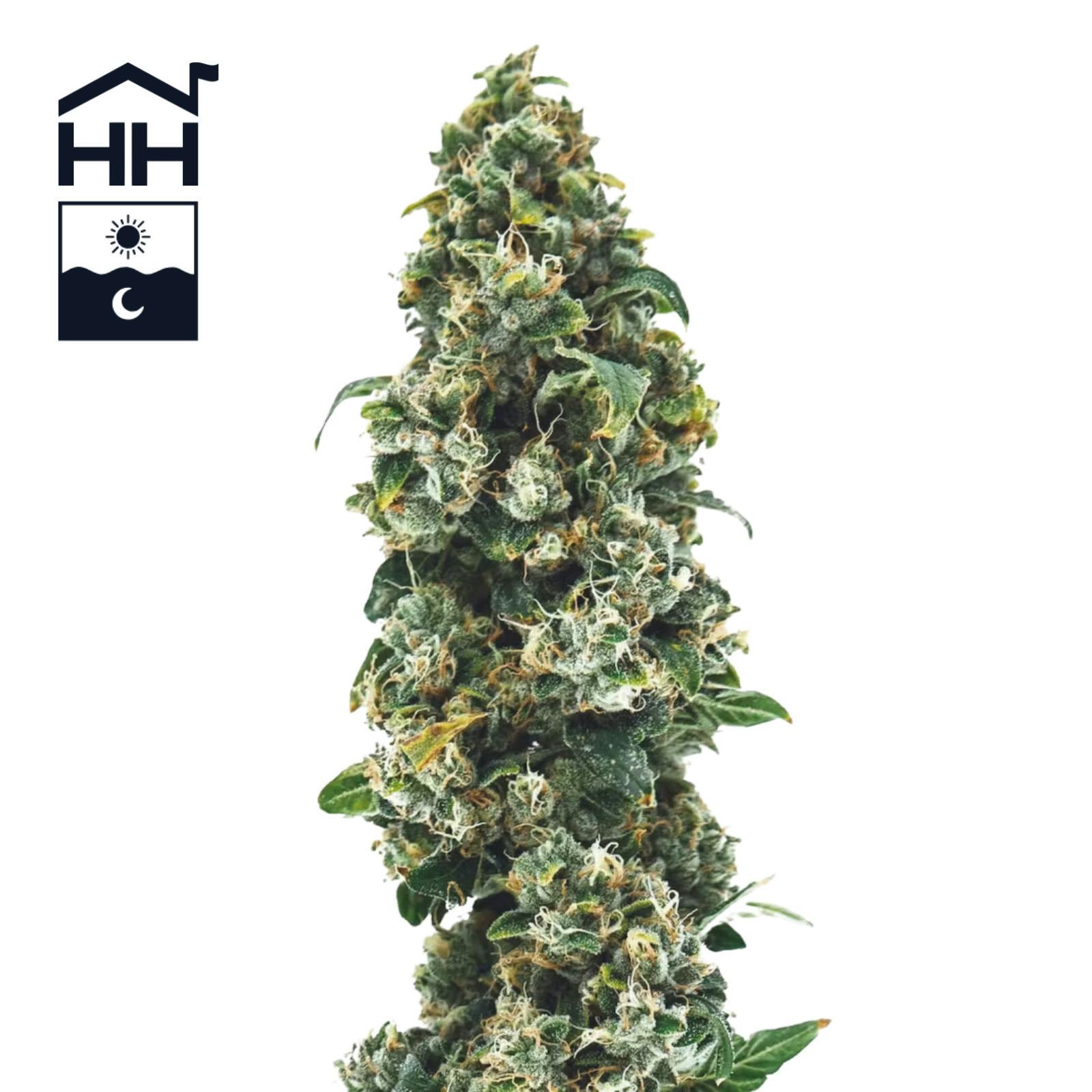 Tko | 3.5g at The Green Lady Dispensary