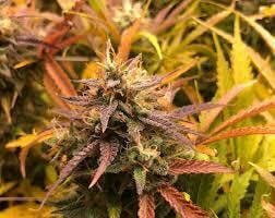 Sasquatch Breath | 3.5g