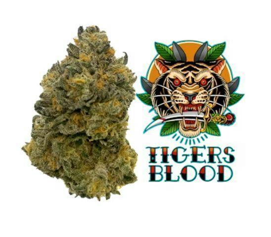 Tigers Blood | Big Buds | 3.5g