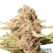 Delicata Cookies | 3.5g