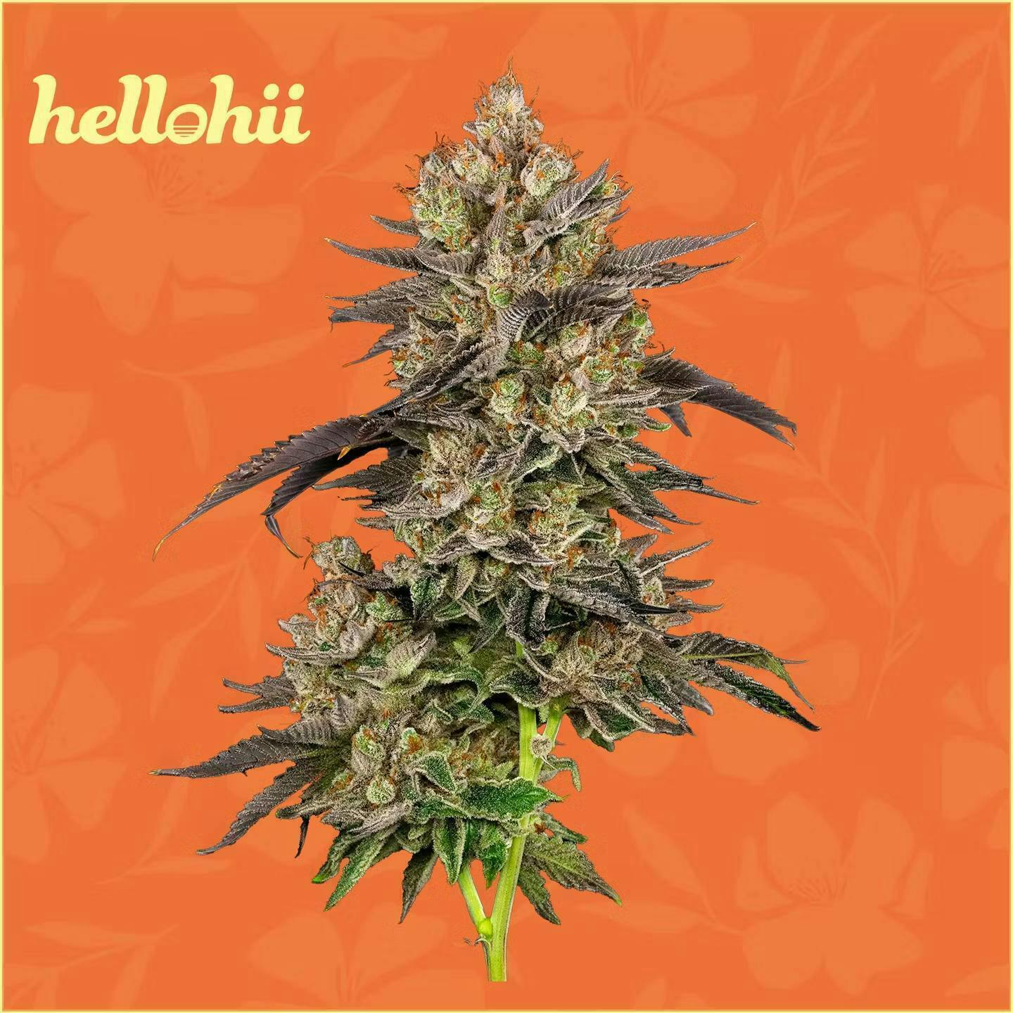 Twin Flame | Big Buds | 3.5g