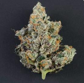 Truffle Cake | 3.5g