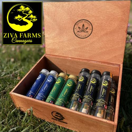 Rainbow Robusto | Joints | 1g | 4pk