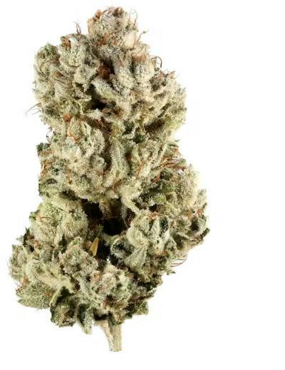 Zacha | 3.5g at Simplicity Dispensary