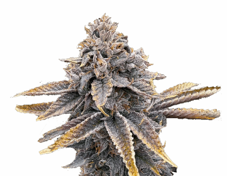 Sour Blueberry