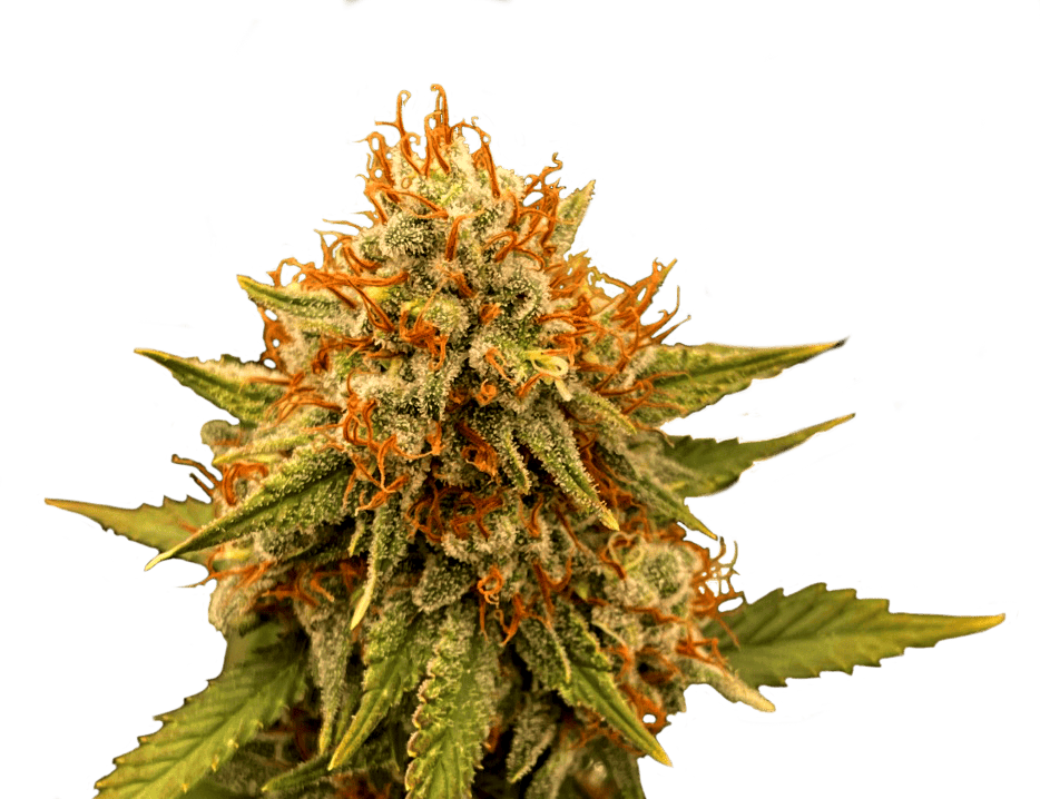 Acapulco Gold | 3.5g