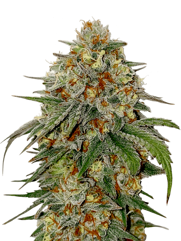 Bubba Kush Big Buds