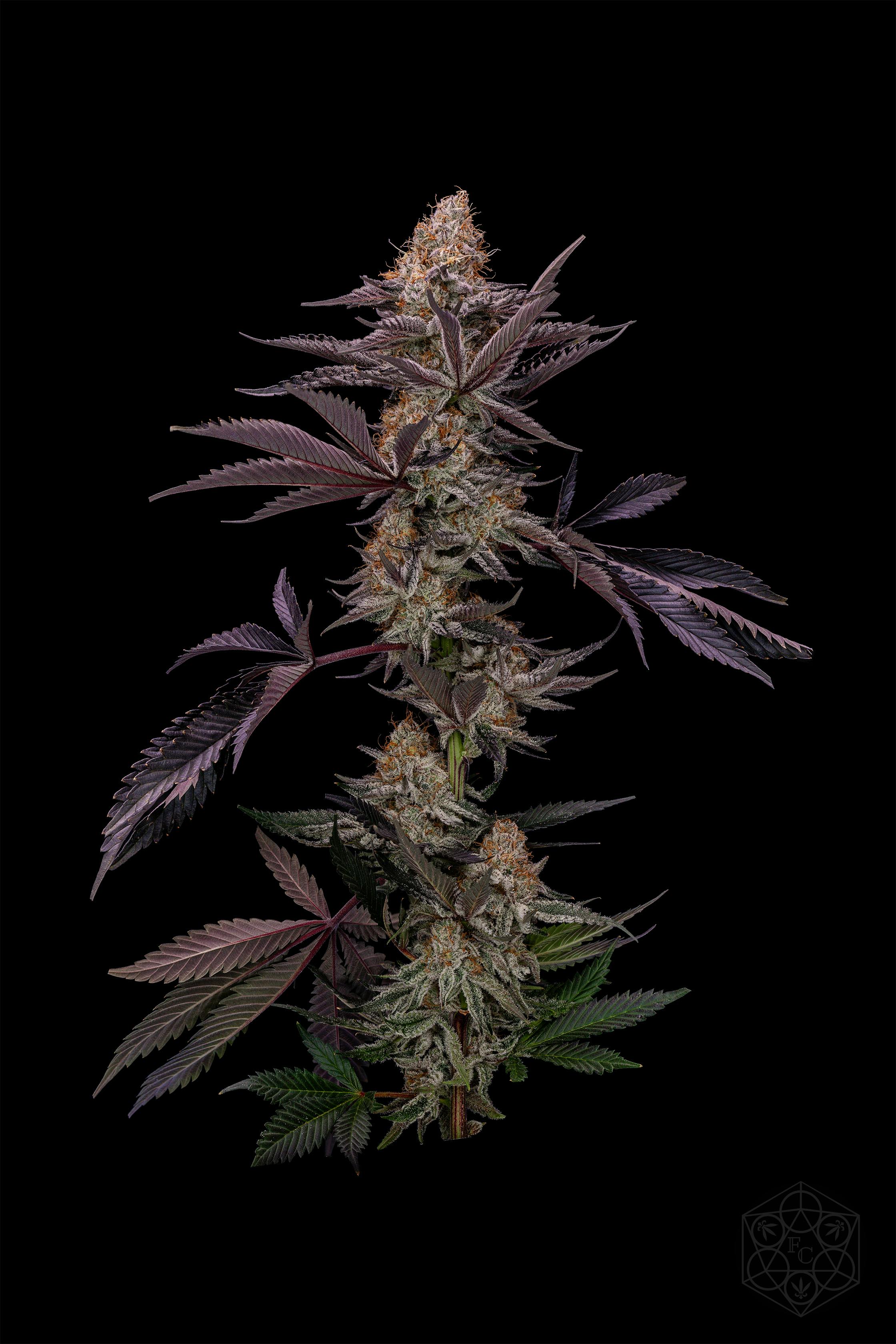 Royal Gelato | 3.5g