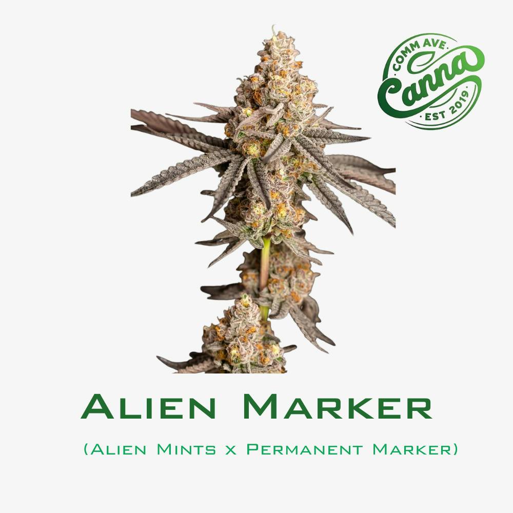 Alien Marker | 14g