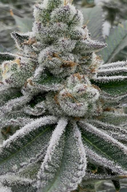 Animal Tsunami | 3.5g