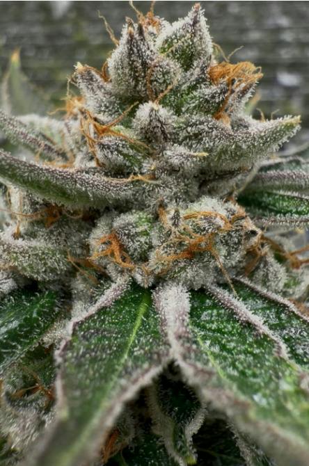 Blue Lobster | 3.5g
