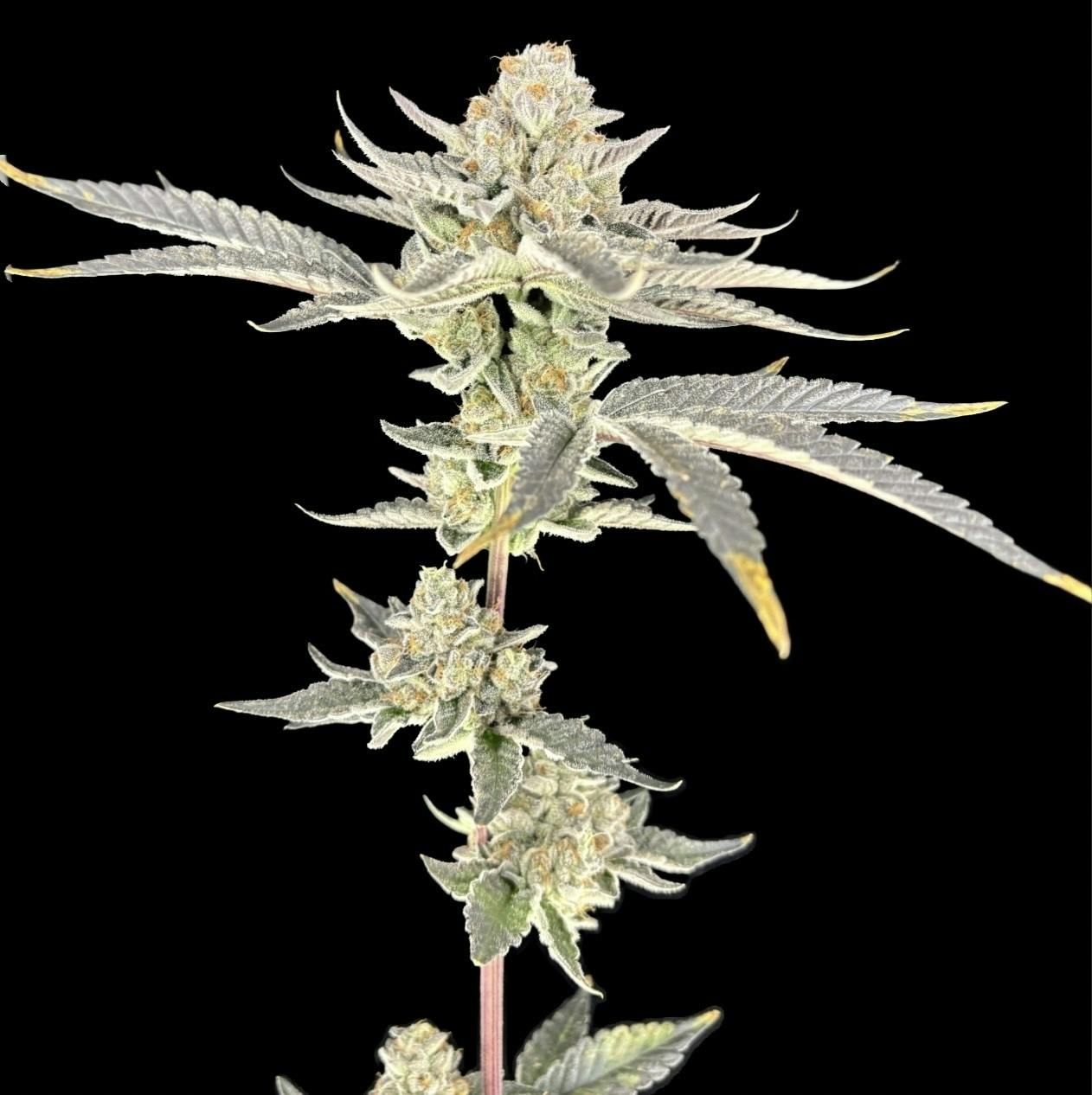 Grandi Guava | 28g