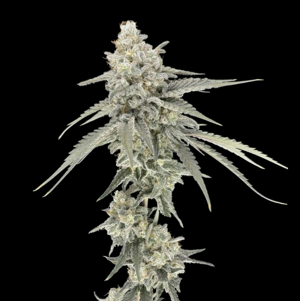 Musk 1 | Smalls | 3.5g