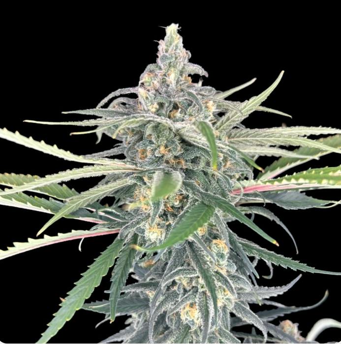 Blueberry | 3.5g