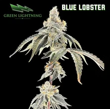 Blue Lobster