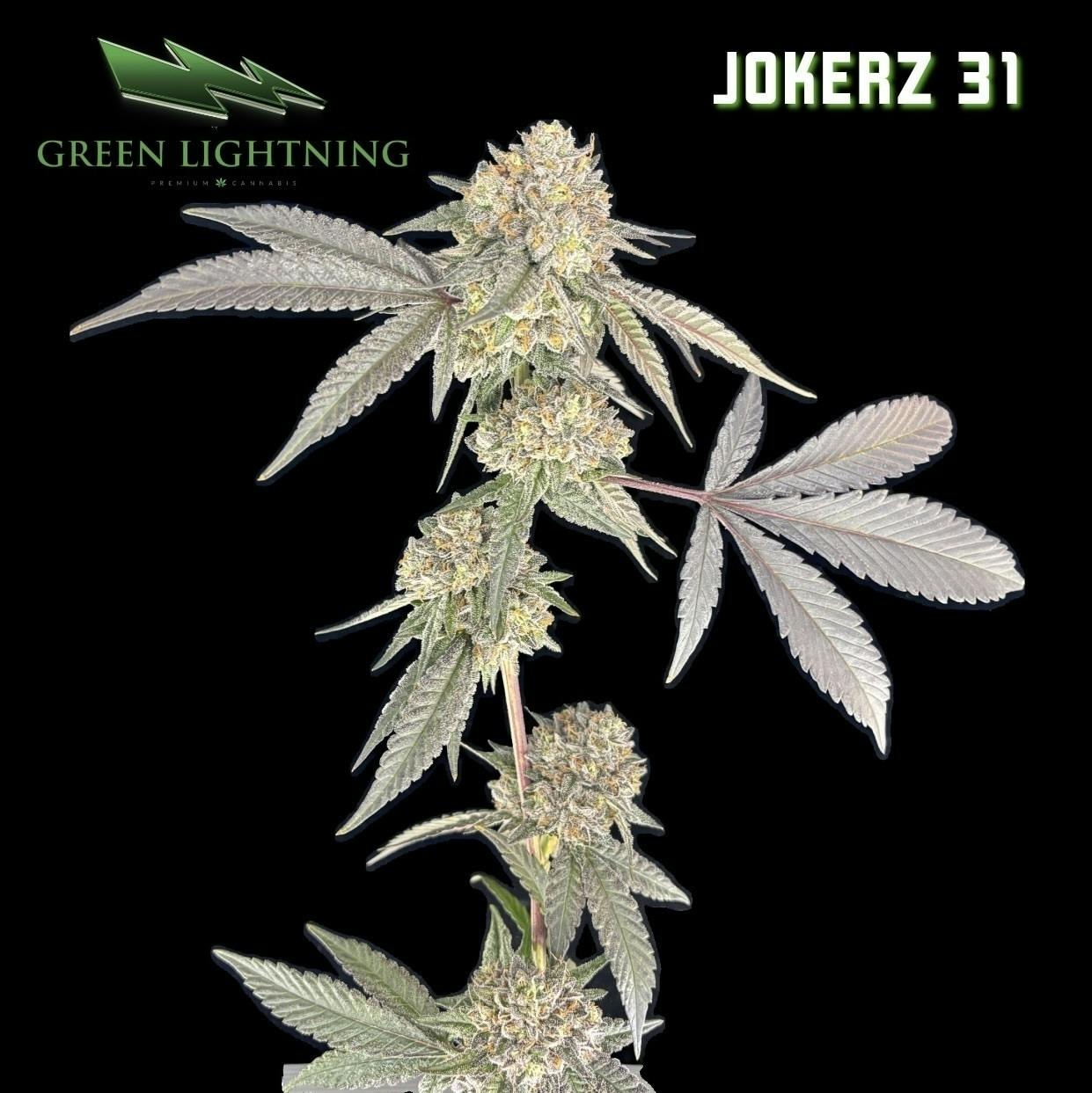 Jokerz 31 | Big Buds | 3.5g