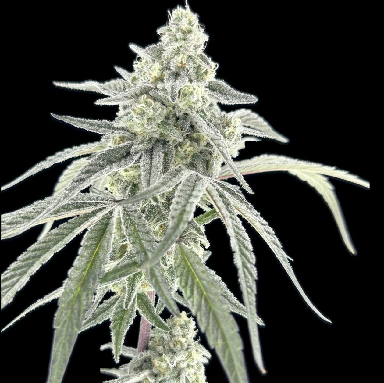 cereal milk | Smalls | 7g