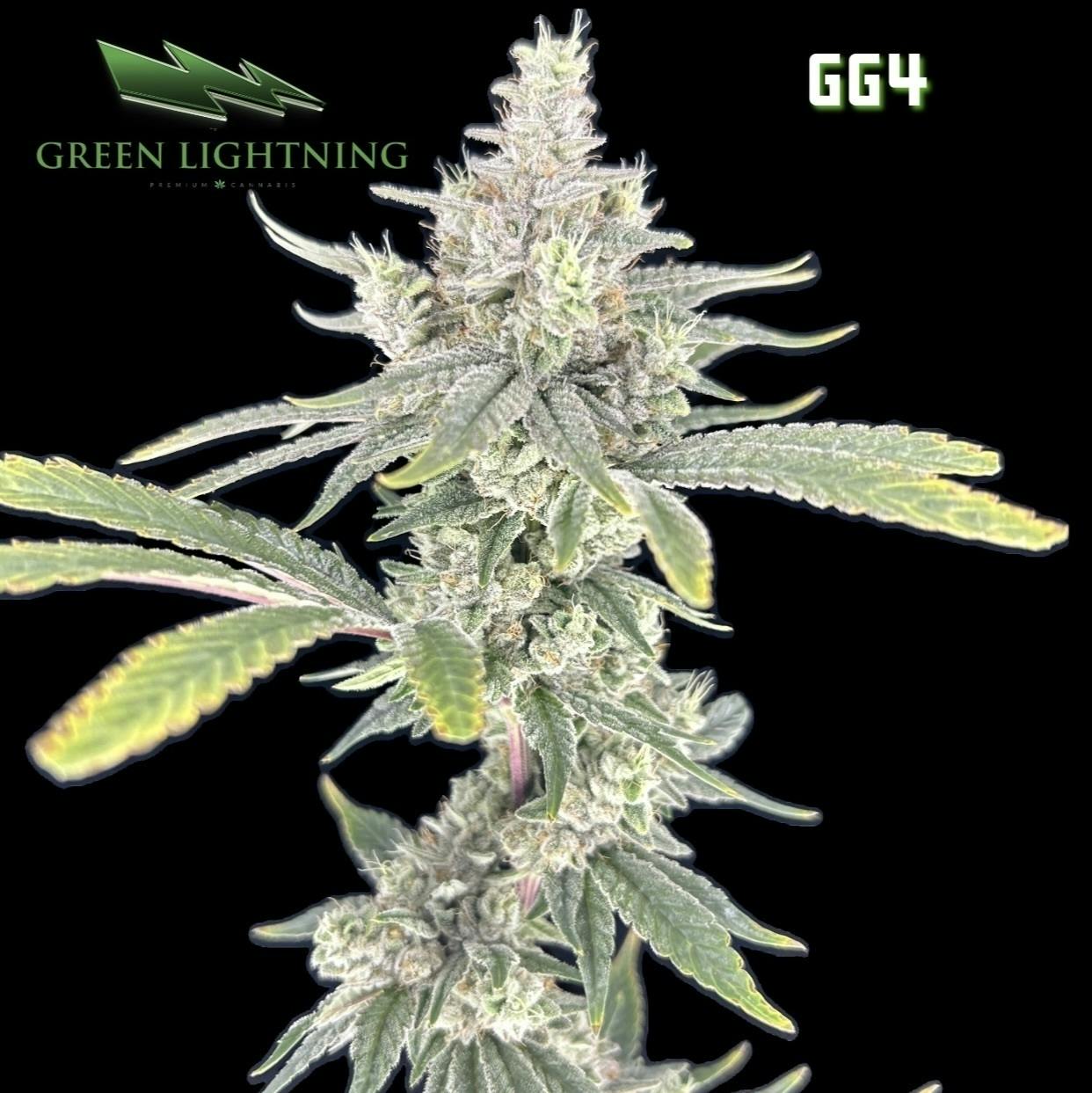 Gg4 Big Buds