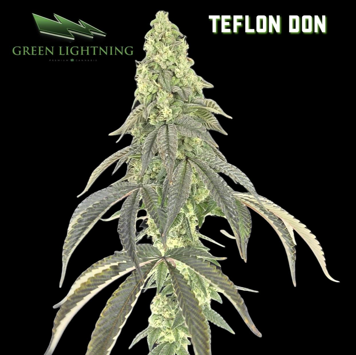 Teflon Don | 28g