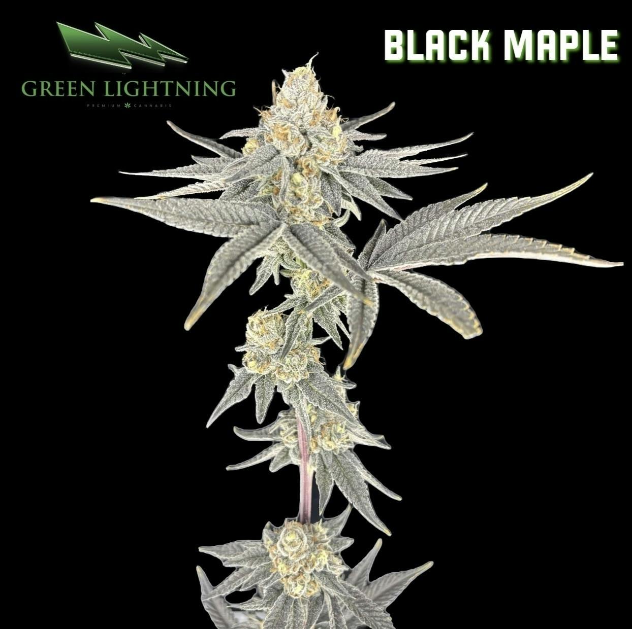 Black Maple | 3.5g