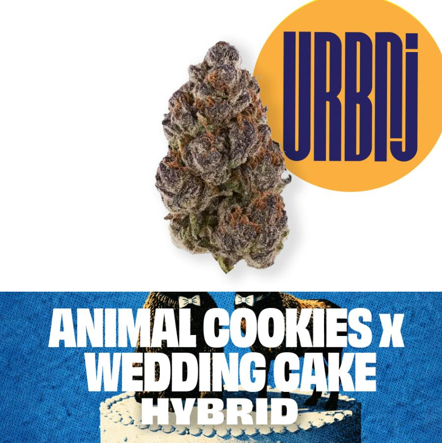 Animal Cookies x Wedding Cake | 2g at Shipwreck'd