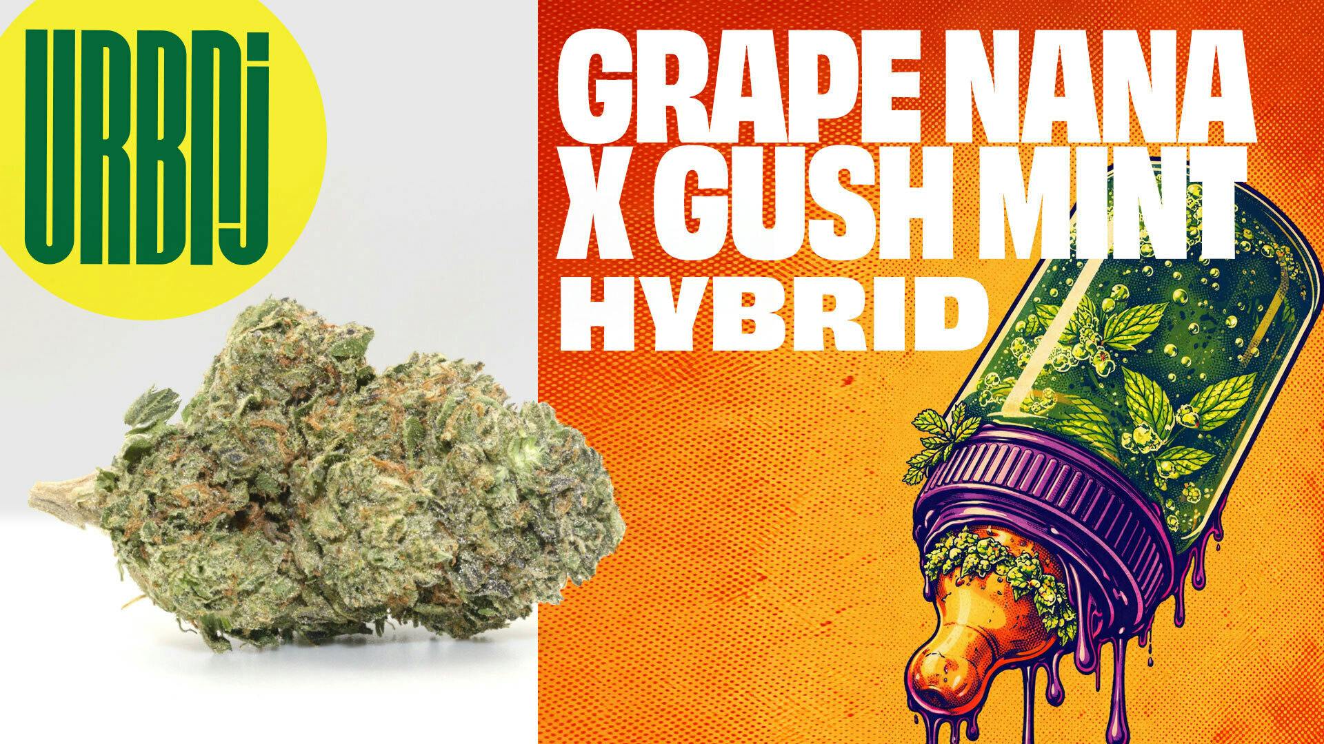 Grape Nana x Gush Mints | 14g